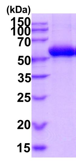 15% SDS-PAGE (3 μg)